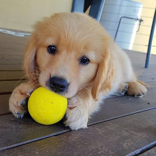 011-Puppy-Golden-Retriever-with-Yellow-Ball-min 011-Puppy-Golden-Retriever-with-Yellow-Ball-min